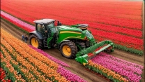 How over 3 billion tulip bulbs are grown and harvested! Tulip growing technology.
