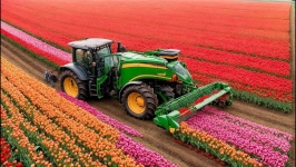How over 3 billion tulip bulbs are grown and harvested! Tulip growing technology.