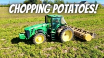 Chopping potato vines to prepare for potato harvest!