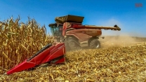 CASE IH AF10 Combine Harvesting Corn