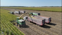 Chopping Corn Silage with two John Deere 9800 Self Propelled Forage Harvesters | Fair Oaks Indiana