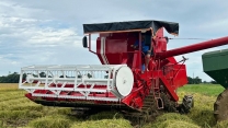 RICE HARVEST