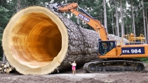 Dangerous Tree Cutting Fails With Chainsaw || Idiots Tree Falling Skills Compilation